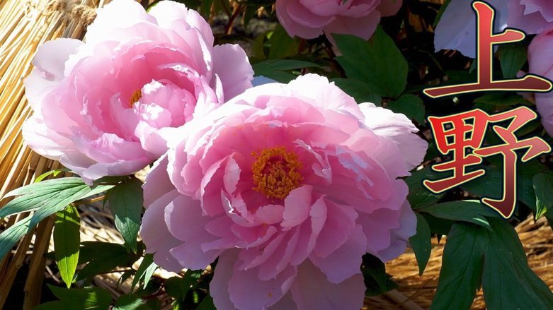 花呗平台 出来多久还款