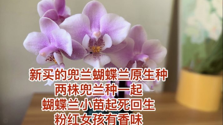 怎么样套花呗不收手续费