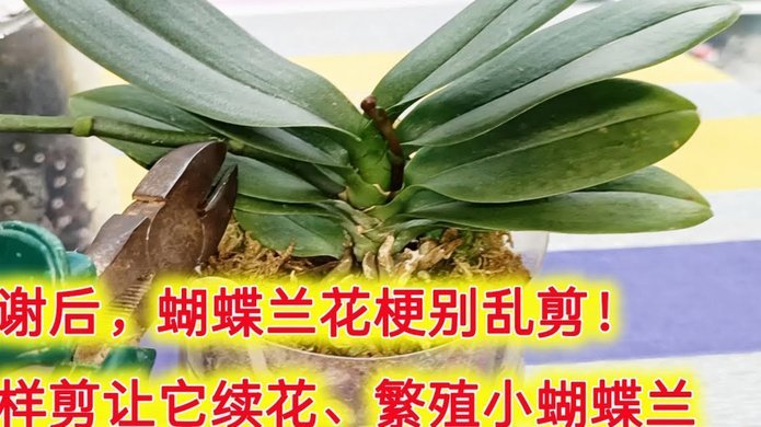 怎么样套花呗不收手续费