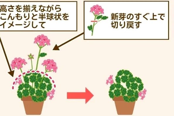 小羊驼的生存智慧