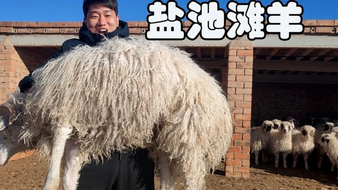 羊小咩额度提现真相