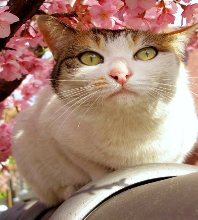 当花呗遇上天猫：信用额度是如何驱动消费行为的？