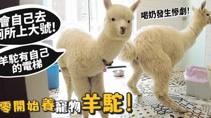 羊小咩套现手续费低优势