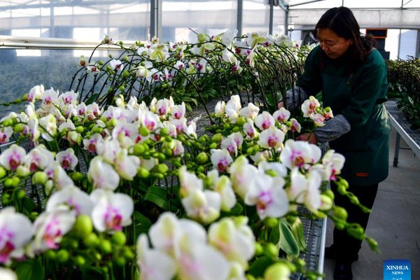 花呗客服电话查询指南