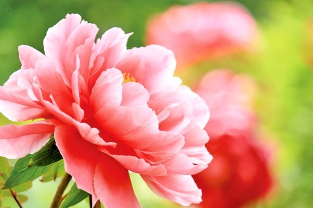 花呗怎么提取钱