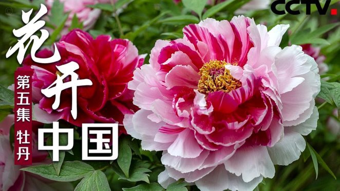 花呗现在情况 取消了吗