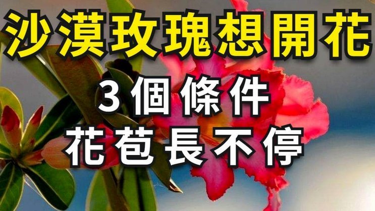 花呗兑现商家平台揭秘