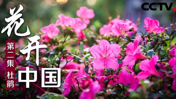 花呗出新规则